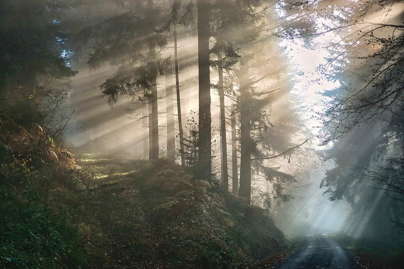 Mystical Forest Decor