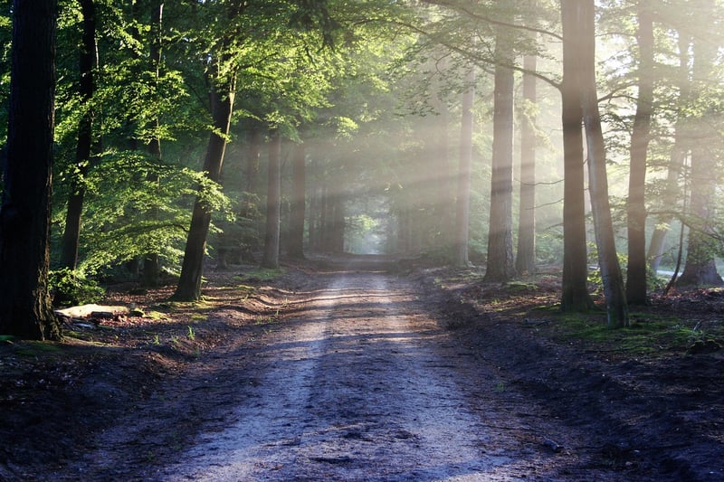 Woodland